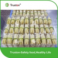 Frozen Bundled White Asparagus For Sale